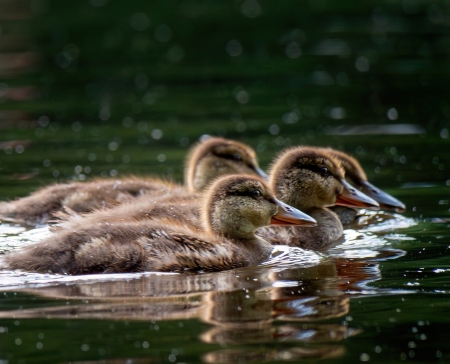 Ducklings on the lake - allatok, kacsak, kiskacsak, madarak, nyar, tavacska, tollazat