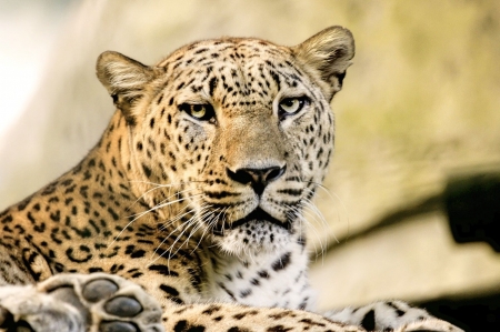 Panther - emlos, husevo, macska fele, parduc, termeszet, vad, vadvilag