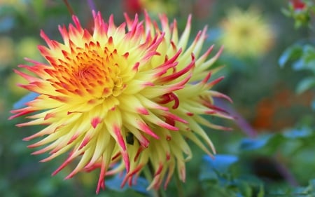 Dahlia - flowers, spider dahlia, nature, yellow, red, UHD, dahlias