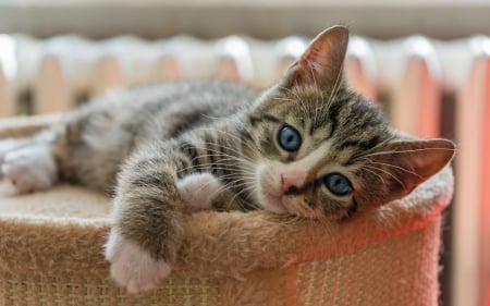 Kitten - pet, animal, kitten, paw, cute, cat