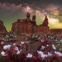 Windflowers blooming in Goblin Valley, Utah