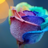 Rainbow rose