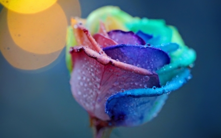 Rainbow rose - one, water, rainbow, trandafir, drops, bud, rose, flower