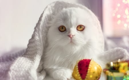 :) - christmas, white, scottish fold, craciun, pisici, cat