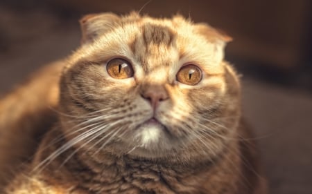 :) - scottish fold, eyes, cute, pisici, face, amber, cat