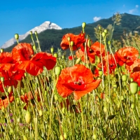 Mountain poppies