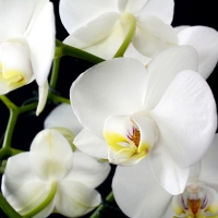 Orchids