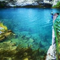 Peacock at a lake