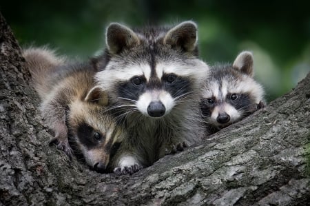 Raccoons - animal, nature, cute, raccoon, trio