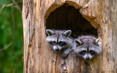 Raccoons - animal, nature, two, cute, raccoon, couple, hollow, tree