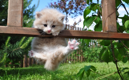 :) - grass, fence, cat, kitten, paw, green, pisici, cute, rural