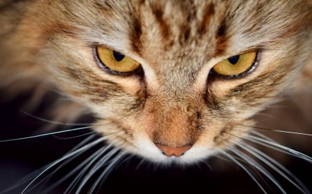 Cat - pet, animal, view from the top, eyes, pisici, face, cat