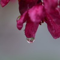 Water Drop on Flower