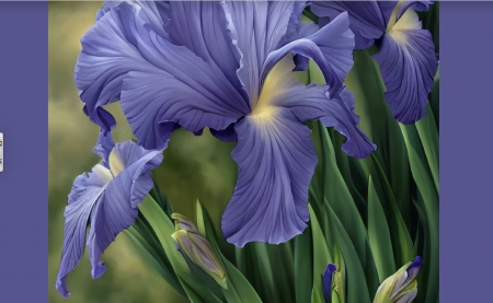 Irises - abstract, close-up, beautiful, HD, Irises, flowers, purple, macro, CG, art