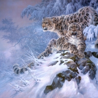 Snow Leopards