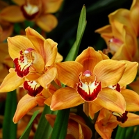 Orchids