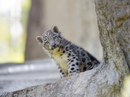 Snow Leopard - cub, cat, animal, nature, snow leopard, cute, pisici, tambako the jaguar, big cat, kitty