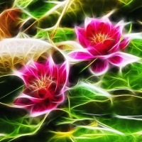 Pink Water Lillies - Fractal Version