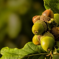 Acorns