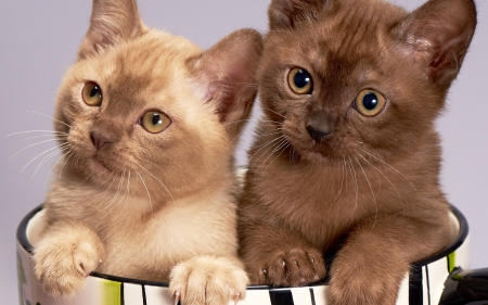 Kittens - kitten, two, brown, pisici, cute, couple, cat, paw, pot