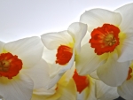 Daffodils