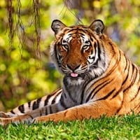 Indian Tiger