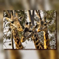 Giraffe Trio