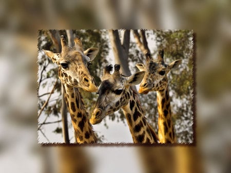 Giraffe Trio