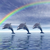 Dolphins with Rainbow