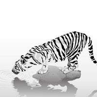 White Tiger