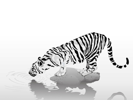 White Tiger - white tiger