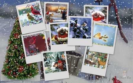 Snowbirds - xmas, snow, winter, holiday, widescreen, birds, christmas