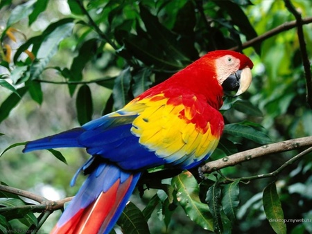 Colorfull Parrot  - colorful parrot, colourful