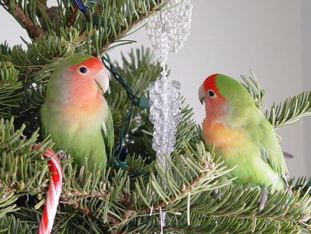 Lovebirds 20 December - colorful parrot