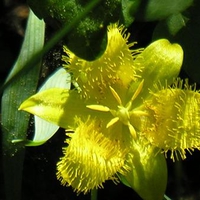 Mountain Wild Flower