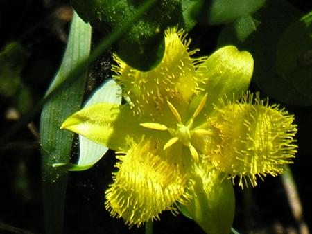 Mountain Wild Flower - yellow, beautiful, mountains, flower, wild