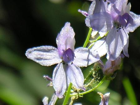 Mountain Flower - flower, mountains, northern calif, wild