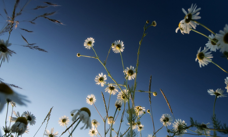 clear - sky flower clear