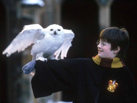 Harry Potter (Young) - harry potter, daniel radcliffe