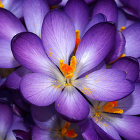 Purple Crocus