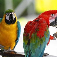 Australian Parrots