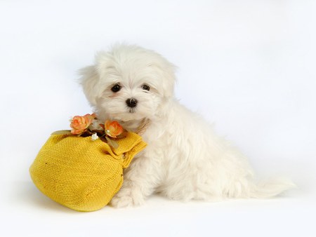 Fluffy Puppy 7 - dogs, little, puppies, sweet, animals