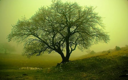 Tree - trees, nature