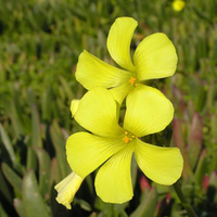 Yellow flowers