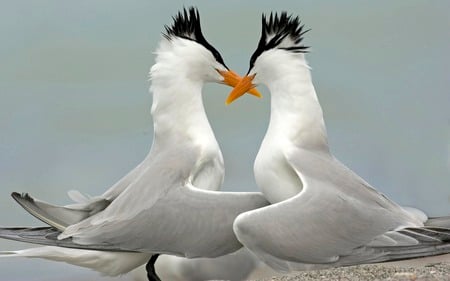 Birds In Love Picture - pretty, abstract, birds, picture, love, animals