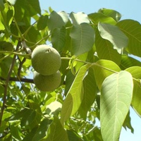 walnut tree