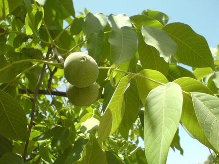 walnut tree - nature, green, tree, walnut tree