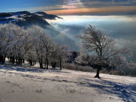 Backlight - blue, foggy, snow, sunrise, backlight, nice, sky, trees, winter, beautiful, photography, cool, ice, frozen, nature, lights, rose, mountains