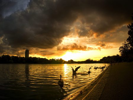 Dawn of Desire - nice, swans, sky, desire, photography, water, gold, lakes, cool, clouds, dawn, beautiful, rivers, sunrise, birds