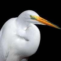 Egret